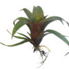 Vriesea saundersii