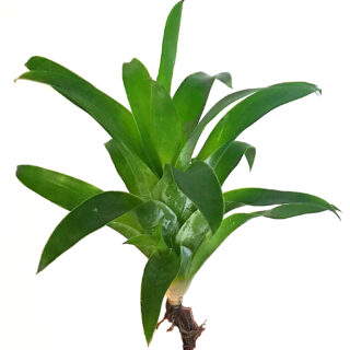Catopsis morreniana