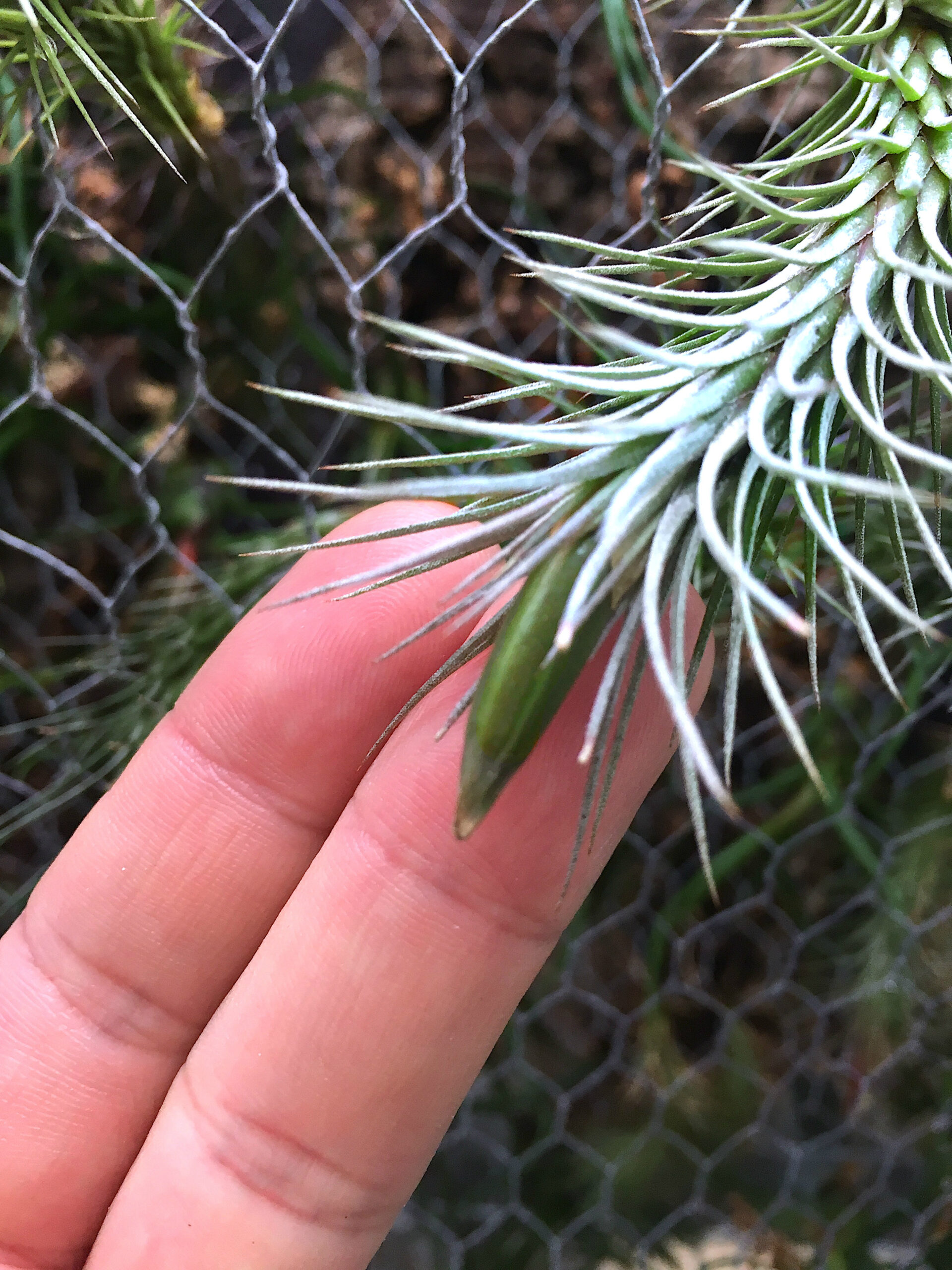 Tillandsia frökapsel bromelia epifyt växt