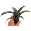 Vriesea saundersii - Bild 2
