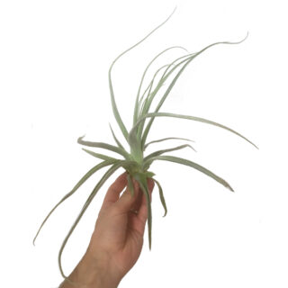 Tillandsia straminea Small