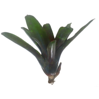 Neoregelia Hybrid DS