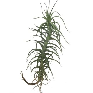 Tillandsia bergeri medium