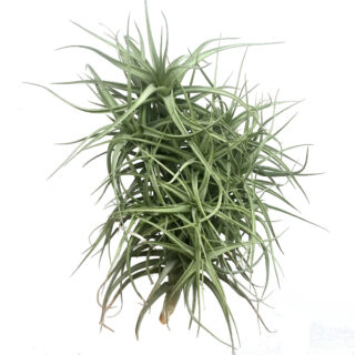 Tillandsia bergeri clumb M