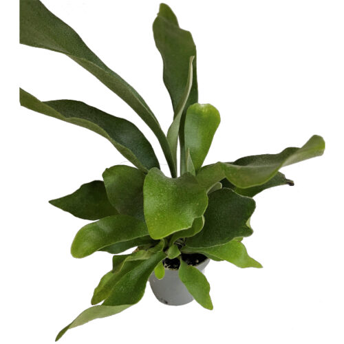 Platycerium bifurcatum