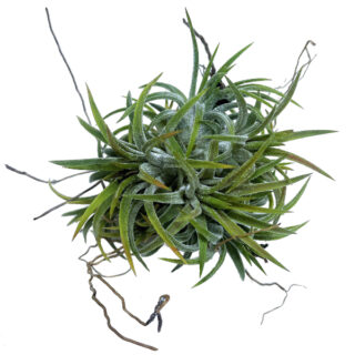 Tillandsia ionantha clumb