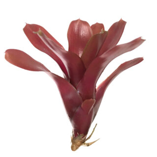 Neoregelia hawaii (röd)