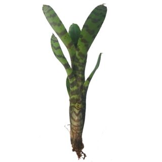 Neoregelia ampullacea tigrina