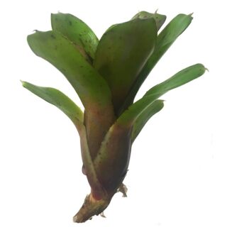 Neoregelia hybrid mini