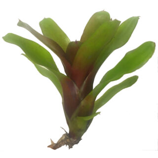 Neoregelia mephisto