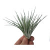 Tillandsia Cotton Candy - Bild 2