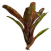 Neoregelia Ruby Throat