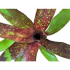 Neoregelia Ruby Throat - Bild 2