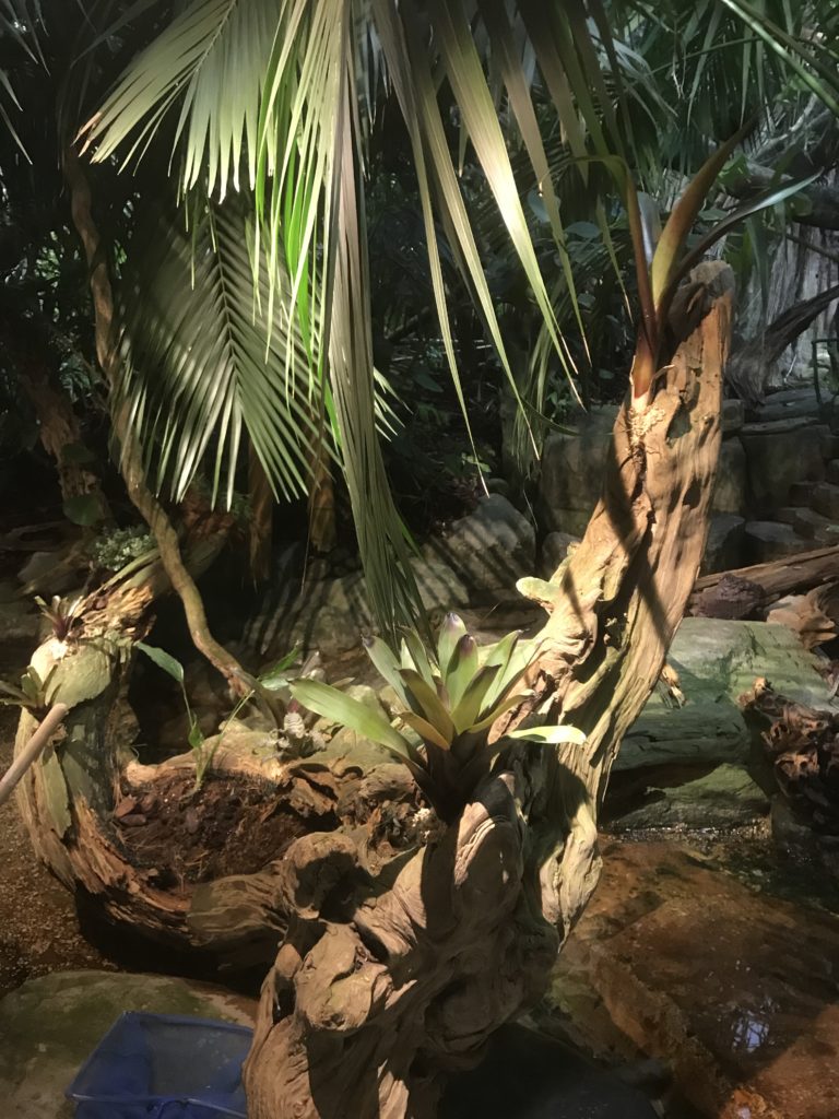 Skansen-Akvariet, bromelia, vriesea, neoregelia, rainforest, regnskog,