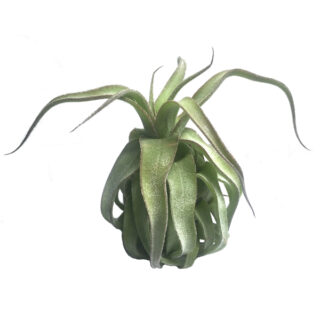 Tillandsia streptophylla small