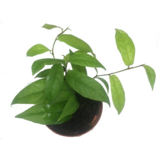 Ficus sagittata