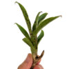 Neoregelia akeso - Bild 2
