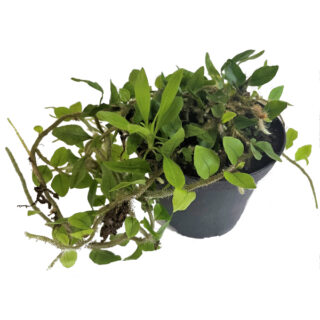 Microgramma vaccinifolia