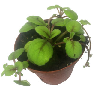 Alsobia dianthiflora