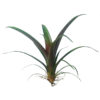 Guzmania sanguinea