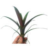 Guzmania sanguinea - Bild 2