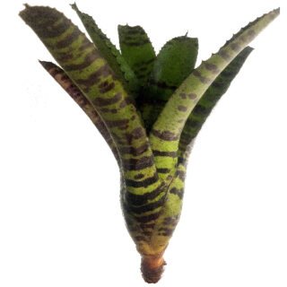Neoregelia Tiger