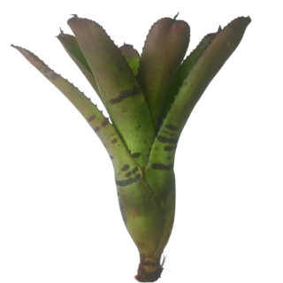 Neoregelia Tiger
