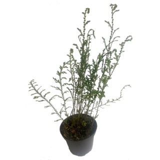 Selaginella griffithii