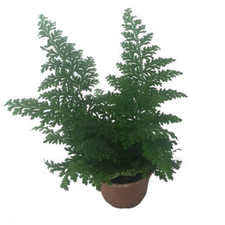 Selaginella mollis