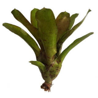 Neoregelia rubrifolia compacta