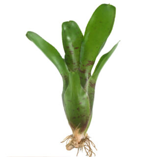 Neoregelia rubrifolia compacta