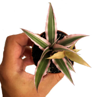 Cryptanthus bivittatus small