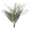 Tillandsia Cotton Candy