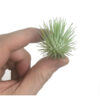 Tillandsia fuchsii fuchsii S - Bild 2
