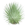 Tillandsia fuchsii fuchsii S