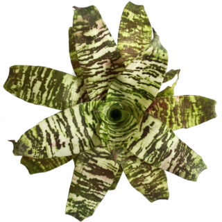 Vriesea ospinae gruberi