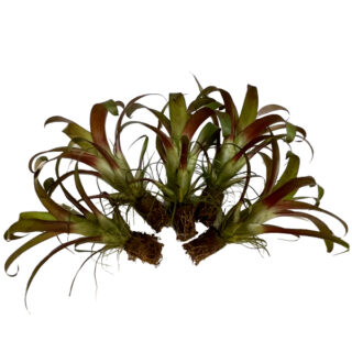 Tillandsia leiboldiana mora 5-pack