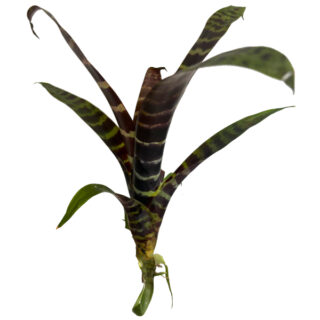 Vriesea splenriet