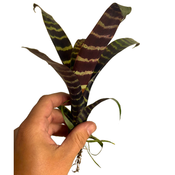 Vriesea splenriet - Bild 2