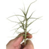 Tillandsia caerulea - Bild 2