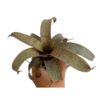 Vriesea saundersii - Nu större storlek - Bild 2