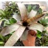 Vriesea saundersii - Nu större storlek