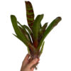 Neoregelia Blushing Tiger - Large - Bild 2