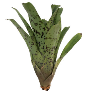 Vriesea guttata M-L