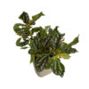 Pilea cadierei