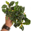 Pilea cadierei - Bild 2