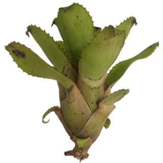 Neoregelia tarapotensis