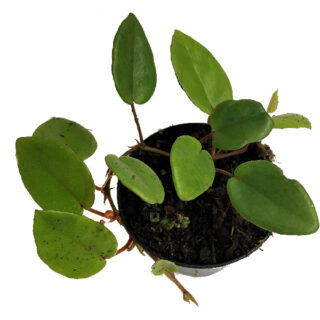 Begonia schulzei