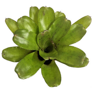 Neoregelia Chubby