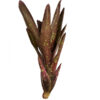 Neoregelia hybrid - Spotted lilac - large